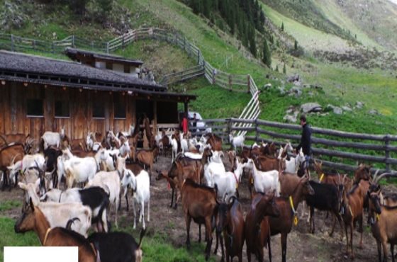 Almen und Tradition