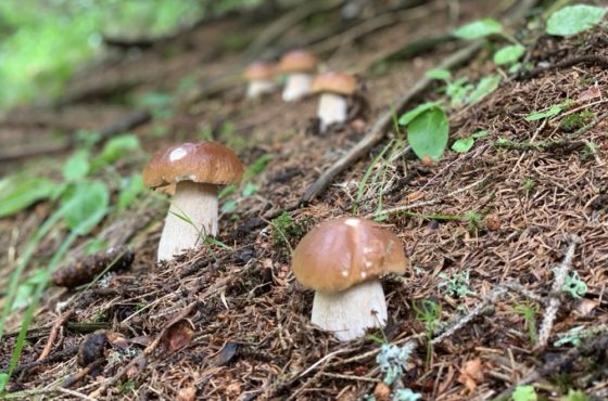 Bodenschätze