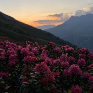 Alpenrosenblüte – vom Reschensee zum Endkopf